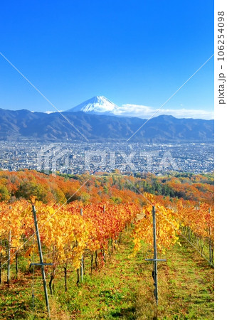 ぶどう畑の紅葉と富士山 106254098