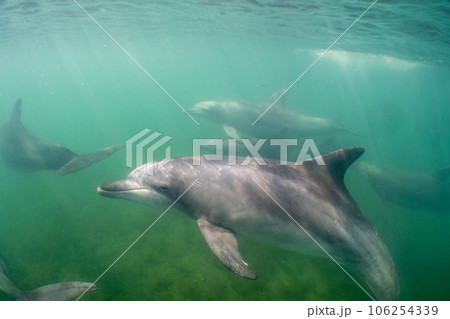 野生のイルカ　能登島059 106254339