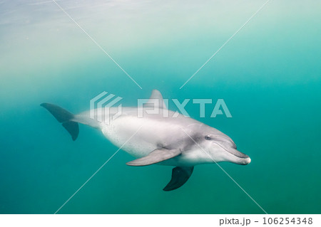 野生のイルカ　能登島068 106254348