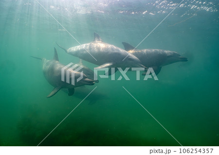 野生のイルカ 能登島076 野生のイルカ 能登島076 106254357