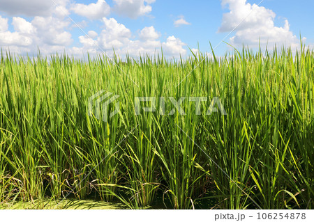 田園風景 田園風景 106254878