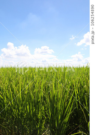 田園風景 田園風景 106254890