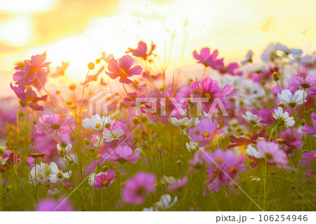 夕日に照らされるコスモス畑 夕日に照らされるコスモス畑 106254946