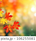 Falling leaves background with bokeh under sunlight with copy space. Yellow and red autumn maple leaves on blurred background. 106255081
