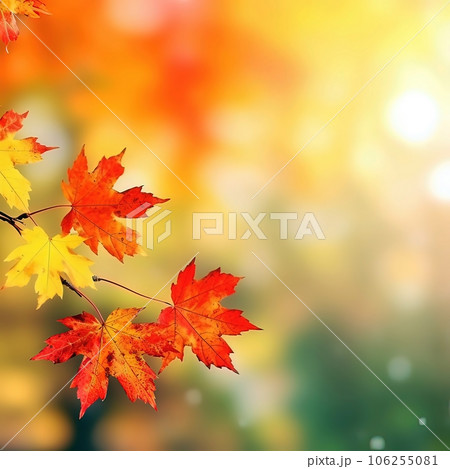 Falling leaves background with bokeh under sunlight with copy space. Yellow and red autumn maple leaves on blurred background. 106255081