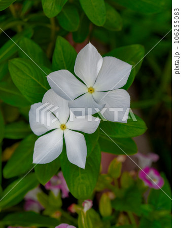キョウチクトウ科ニチニチソウの花 106255083