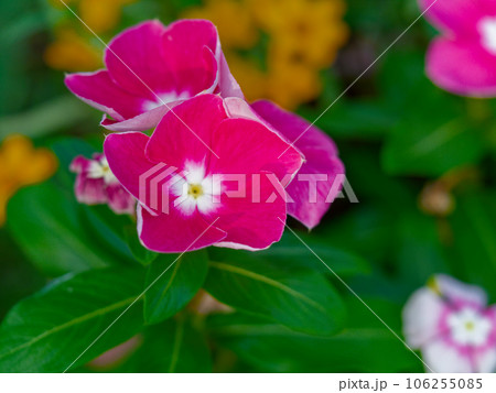 キョウチクトウ科ニチニチソウの花 キョウチクトウ科ニチニチソウの花 106255085