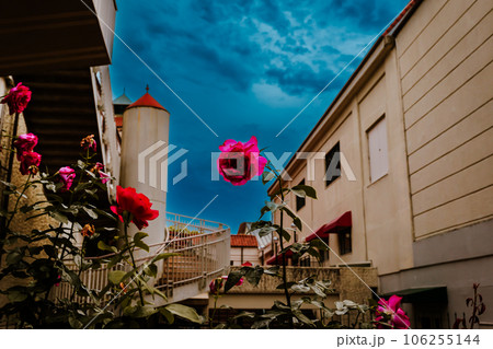 歌劇場そばの赤い薔薇、宝塚、5月30日、日本 106255144