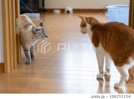 にらみ合う二匹の猫 106255154