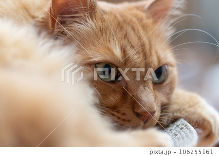 見つめる猫 茶トラ猫 見つめる猫 茶トラ猫 106255161