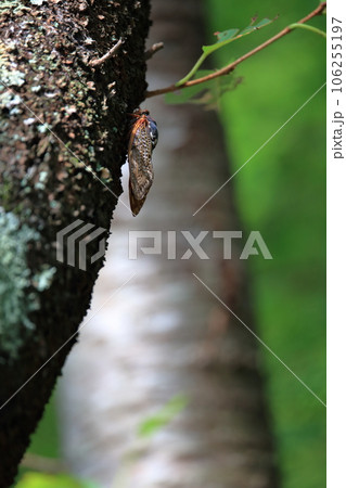 木の幹にとまる蝉と葉の緑が美しい森 106255197