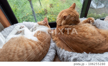 くつろぐ二匹の猫 くつろぐ二匹の猫 106255280