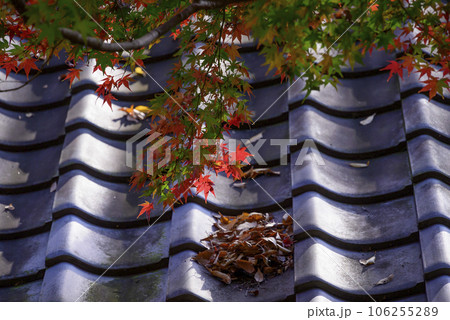 瓦屋根に積もる紅葉 106255289
