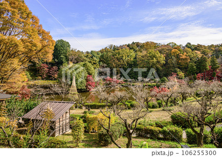 紅葉に包まれる谷戸山の風景 紅葉に包まれる谷戸山の風景 106255300