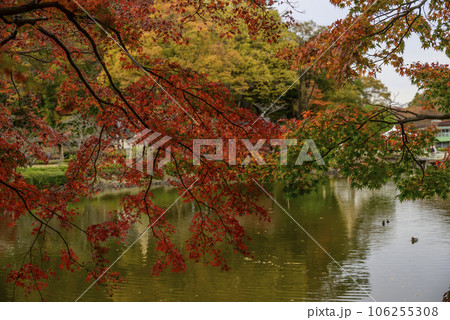 池に映る紅葉 106255308
