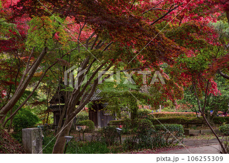 紅葉に包まれた古民家の門 106255309