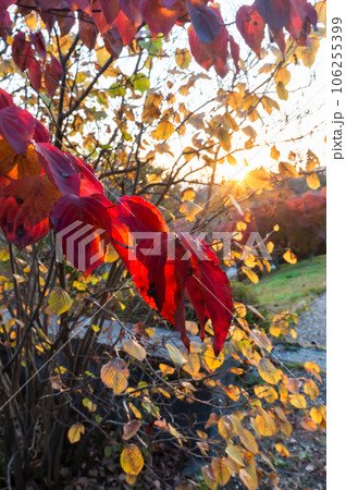夕暮れの紅葉、山手台北公園、11月17日、日本 夕暮れの紅葉、山手台北公園、11月17日、日本 106255399