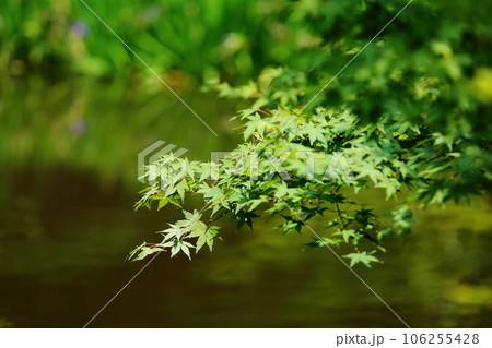 長岳寺の新緑 106255428