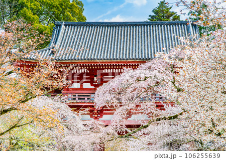 京都 桜満開の醍醐寺 ~西大門~ 京都 桜満開の醍醐寺 ~西大門~ 106255639