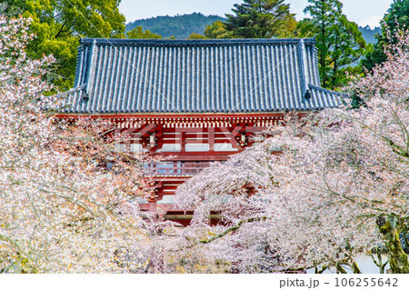 京都　桜満開の醍醐寺　～西大門～ 106255642
