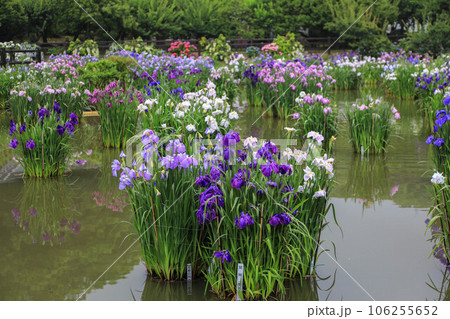 花菖蒲と紫陽花の花咲く太宰府天満宮 106255652