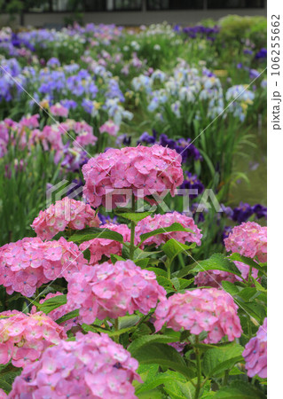 花菖蒲と紫陽花の花咲く太宰府天満宮 106255662