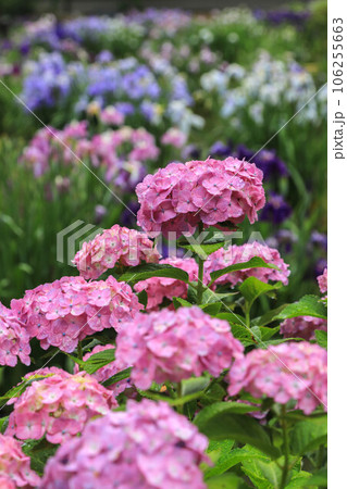 花菖蒲と紫陽花の花咲く太宰府天満宮 106255663