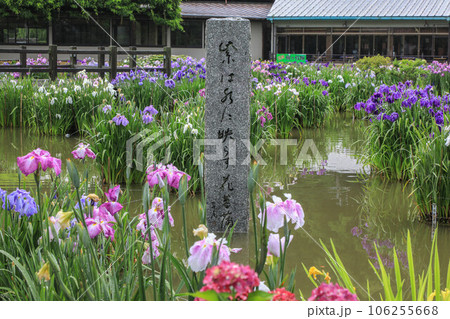 花菖蒲と紫陽花の花咲く太宰府天満宮 106255668