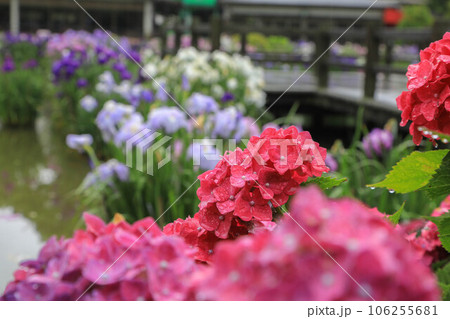 花菖蒲と紫陽花の花咲く太宰府天満宮 106255681