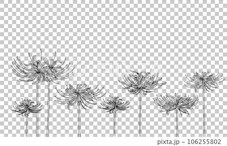 彼岸花がランダムに咲く線画イラスト 106255802
