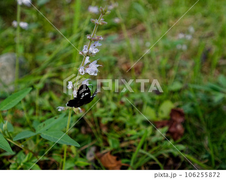 シマジタムラソウ訪花昆虫 セセリチョウ科ダイミョウセセリ シマジタムラソウ訪花昆虫 セセリチョウ科ダイミョウセセリ 106255872