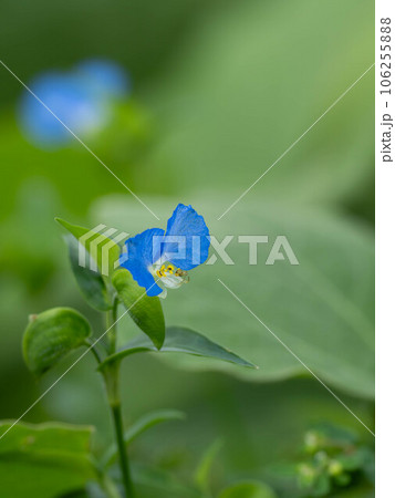 小さな青いツユクサ 106255888