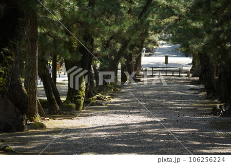 【島根】 豊かな緑に包まれた木々と砂利の景色 【島根】 豊かな緑に包まれた木々と砂利の景色 106256224