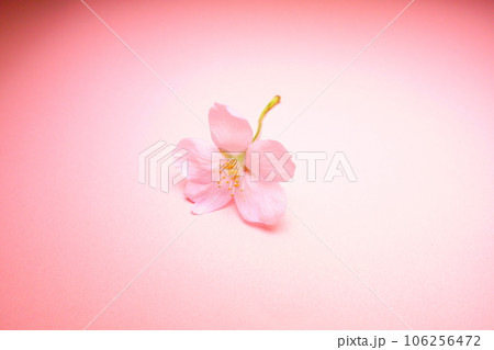 満開の桜 桜 さくら 桜 桜の花 花びら ソメイヨシノ 満開の桜 桜 さくら 桜 桜の花 花びら ソメイヨシノ 106256472