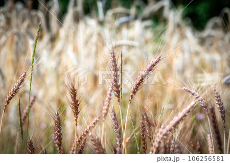 Nice wheat in the countryside Nice wheat in the countryside 106256581
