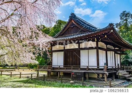 京都　桜満開の醍醐寺　～清竜宮拝殿～ 106256615