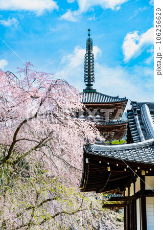 京都　桜満開の醍醐寺　～五重塔と清竜宮拝殿～ 106256629