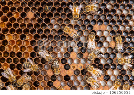Background of bee honeycombs with larvae 106256653