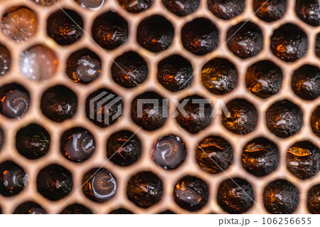 Bee honeycombs with larvae Bee honeycombs with larvae 106256655