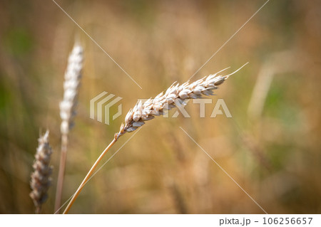 Nice wheat in the countryside Nice wheat in the countryside 106256657
