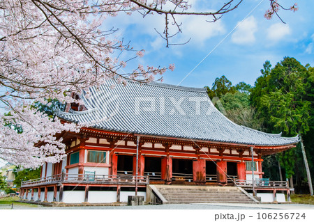 京都　桜満開の醍醐寺　～金堂～ 106256724