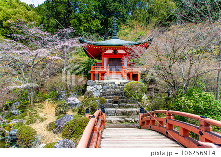京都　桜満開の醍醐寺　～弁天堂～ 106256914