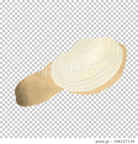 ミル貝の水彩風イラスト 106257134