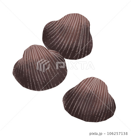 赤貝の水彩風イラスト 赤貝の水彩風イラスト 106257138