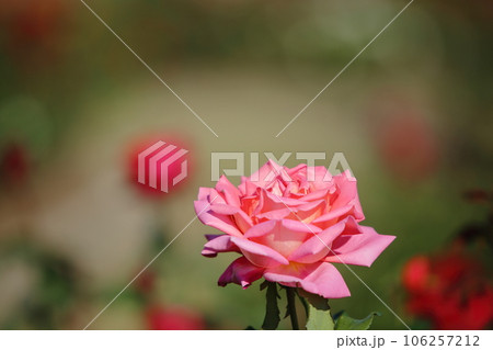 荒尾市 おもやい市民花壇 バラの花、 荒尾市 おもやい市民花壇 バラの花、 106257212