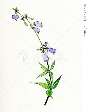 ソバナ 手描きイラスト ソバナ 手描きイラスト 106257220