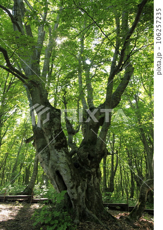 あがりこ大王　奇形巨木ブナ 106257235