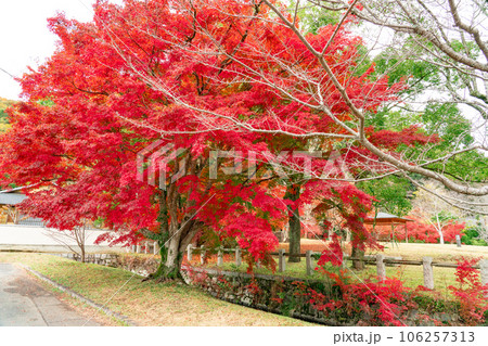 晩秋の足守陣屋跡 紅葉と堀と広場1 岡山県岡山市北区足守 晩秋の足守陣屋跡 紅葉と堀と広場1 岡山県岡山市北区足守 106257313