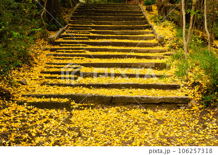 足守藩主木下家菩提寺・大光寺 紅葉の参道4 岡山県岡山市北区足守 足守藩主木下家菩提寺・大光寺 紅葉の参道4 岡山県岡山市北区足守 106257318