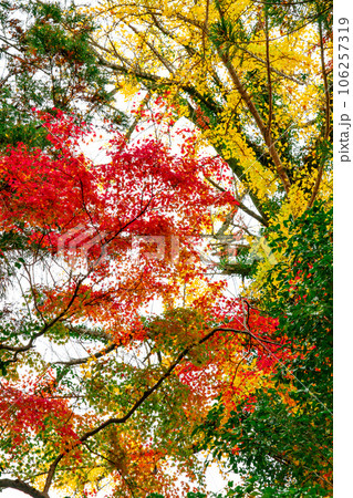 足守藩主木下家菩提寺・大光寺　参道の紅葉　岡山県岡山市北区足守 106257319